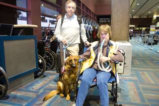 Stuart Graves and his wife, Amy, accompanied by her service dog, Kharma, check in at McCarran International Airport and await their flight to Fort Lauderdale, Fla., Thursday Feb. 5, 2014. Amy, who suffers from muscular dystrophy, was refused a seat on her original flight by Virgin Air because of her ventilator.